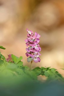 Hollow larkspur (Corydalis cava), inflorescence in a beech forest, Wilnsdorf, North