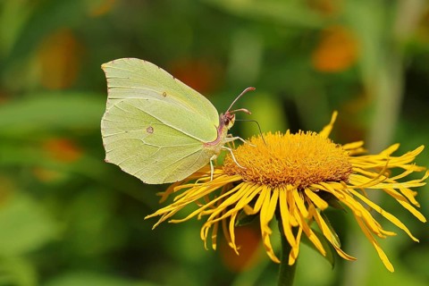 Lemon butterfly (Gonepteryx rhamny) on a yellow flower of a Great Telekie (Telekia speciosa),
