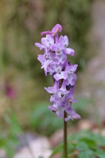 Hollow larkspur (Corydalis cava), inflorescence in a beech forest, Wilnsdorf, North