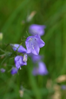 Meadow bellflower (Campanula patula), blue flower, on a rough meadow, Wilnsdorf, North