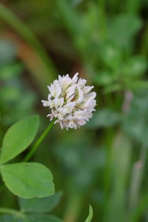 White clover (Trifolium repens), flowering, Wilnsdorf, North Rhine-Westphalia, Germany