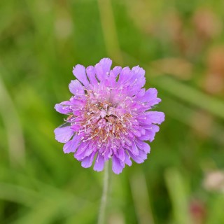 Scabiosa (scabiosa), flower in a forest clearing, Wilnsdorf, North Rhine-Westphalia, Germany