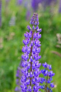 Large-leaved lupin, also known as perennial lupin (Lupinus polyphyllus), blue flower on a wild