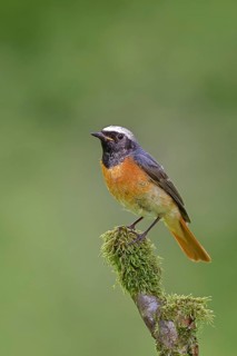 Redstart (Phoenicurus phoenicurus), male on a moss-covered branch, songbird, wildlife, Wilnsdorf,