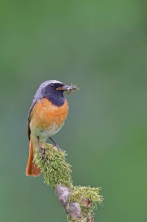 Redstart (Phoenicurus phoenicurus), male with caterpillars in beak on mossy branch, songbird,