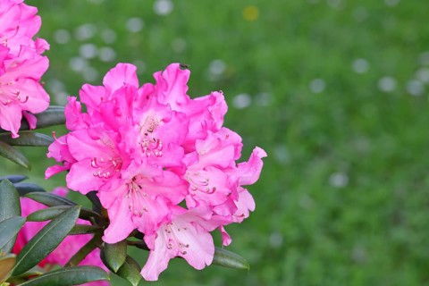Rhododendron flowers (Rhododendron Homer), purple flowers, in a garden, Wilnsdorf, North