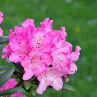 Rhododendron flowers (Rhododendron Homer), purple flowers, in a garden, Wilnsdorf, North