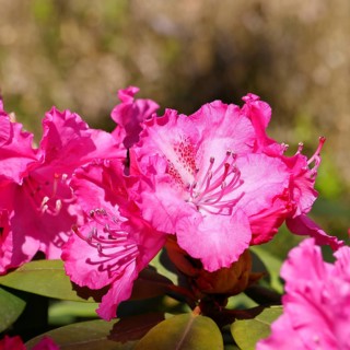Rhododendron flowers (Rhododendron Homer), purple flowers, in a garden, Wilnsdorf, North