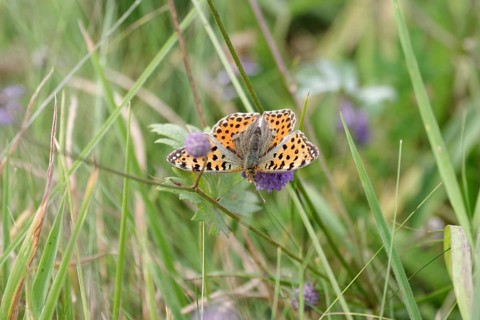 Queen of Spain fritillary (Issoria lathonia), butterfly, meadow, Germany, The butterfly has opened