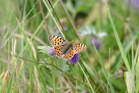 Queen of Spain fritillary (Issoria lathonia), butterfly, meadow, Germany, close-up of butterfly