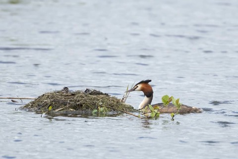 Great crested grebe (Podiceps cristatus) adult parent bird with a two juvenile baby chicks on a