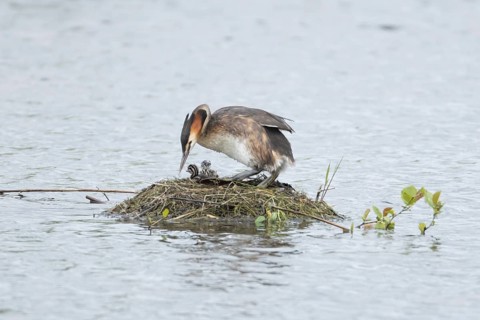 Great crested grebe (Podiceps cristatus) adult parent bird with a two juvenile baby chicks on a