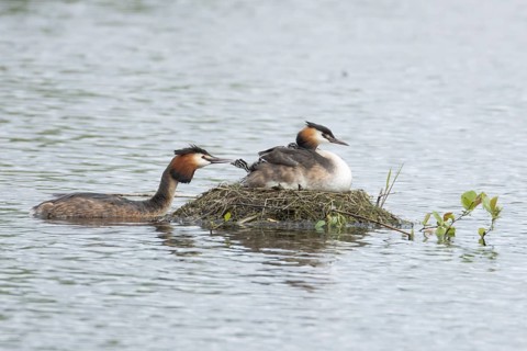 Great crested grebe (Podiceps cristatus) adult parent bird with two juvenile baby chicks on its