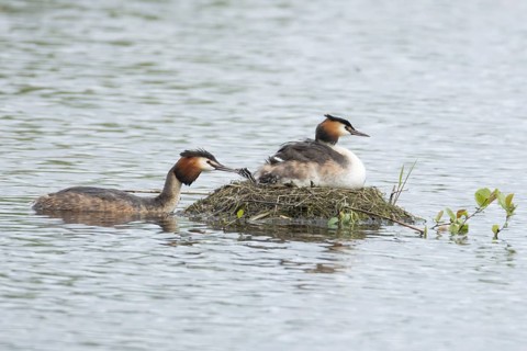 Great crested grebe (Podiceps cristatus) adult parent bird with two juvenile baby chicks on its