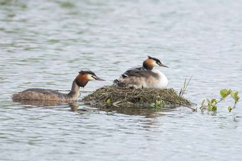 Great crested grebe (Podiceps cristatus) adult parent bird with two juvenile baby chicks on its