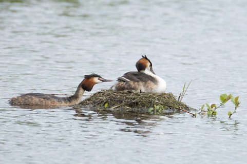Great crested grebe (Podiceps cristatus) adult parent bird with a juvenile baby chick on its back