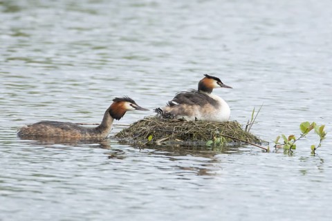 Great crested grebe (Podiceps cristatus) adult parent bird with a juvenile baby chick on its back
