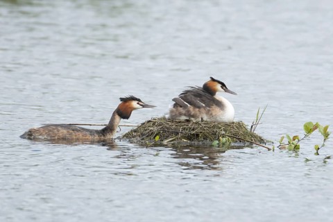 Great crested grebe (Podiceps cristatus) adult parent bird with a juvenile baby chick on its back