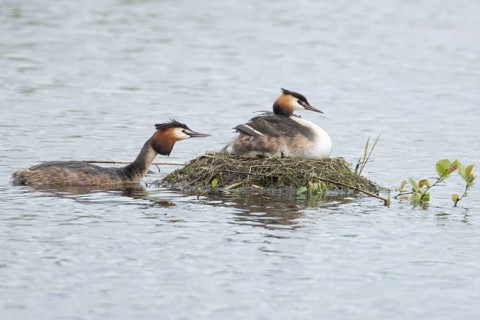Great crested grebe (Podiceps cristatus) adult parent bird with a juvenile baby chick on its back