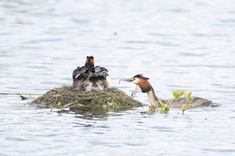 Great crested grebe (Podiceps cristatus) adult parent bird with two juvenile baby chicks on its