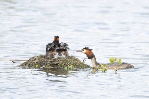 Great crested grebe (Podiceps cristatus) adult parent bird with two juvenile baby chicks on its