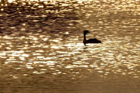 Great crested grebe (Podiceps cristatus) silhouette of an adult bird on a lake at sunset, England,