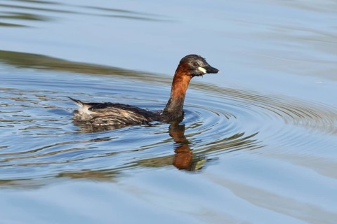 Little grebe (Tachybaptus ruficollis) adult bird on a lake, England, United Kingdom