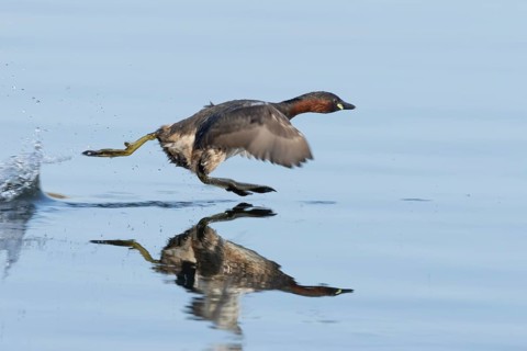 Little grebe (Tachybaptus ruficollis) adult bird running on the water surface of a lake, England,