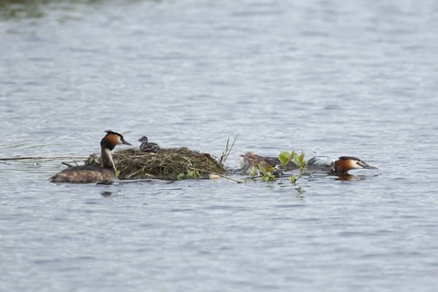 Great crested grebe (Podiceps cristatus) two adult parent birds with a juvenile baby chick on a