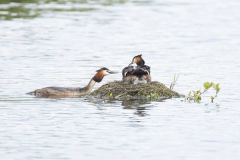 Great crested grebe (Podiceps cristatus) adult parent bird with a juvenile baby chick on its back