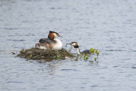 Great crested grebe (Podiceps cristatus) adult parent bird with a juvenile baby chick on its back