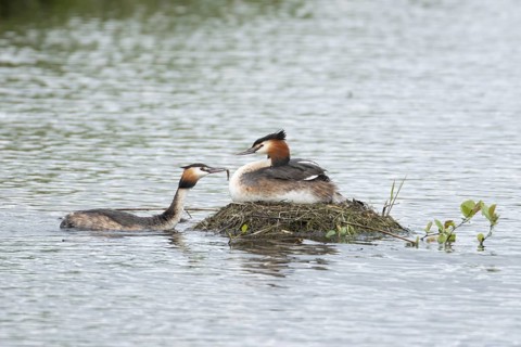 Great crested grebe (Podiceps cristatus) adult parent bird on a nest on a lake with another bird