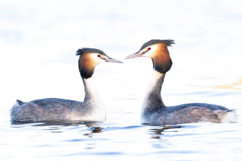 Great crested grebe (Podiceps cristatus) two adult birds during their love courtship display on a