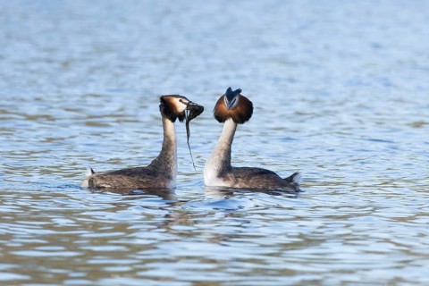 Great crested grebe (Podiceps cristatus) two adult birds performing a weed dance during their love