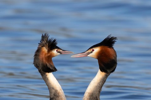 Great crested grebe (Podiceps cristatus) two adult birds during their love courtship display on a