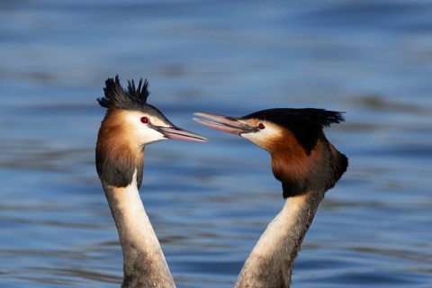 Great crested grebe (Podiceps cristatus) two adult birds during their love courtship display on a