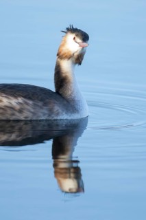 Great crested grebe (Podiceps cristatus) adult bird on a lake, England, United Kingdom