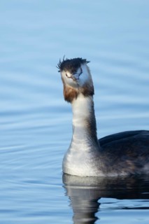 Great crested grebe (Podiceps cristatus) adult bird on a lake, England, United Kingdom