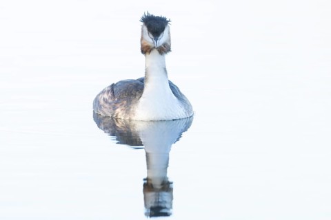 Great crested grebe (Podiceps cristatus) adult bird on a lake, England, United Kingdom