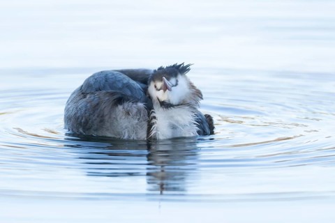 Great crested grebe (Podiceps cristatus) adult bird on a lake, England, United Kingdom