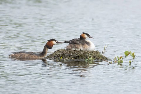 Great crested grebe (Podiceps cristatus) adult parent bird with two juvenile baby chicks on its
