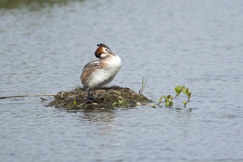 Great crested grebe (Podiceps cristatus) adult parent bird with a juvenile baby chick on a nest on