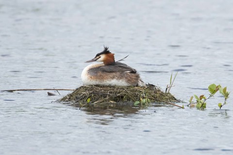 Great crested grebe (Podiceps cristatus) adult parent bird on a nest on a lake in spring, England,