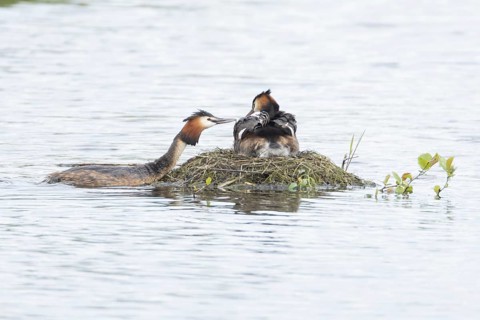 Great crested grebe (Podiceps cristatus) adult parent bird with a juvenile baby chick on its back