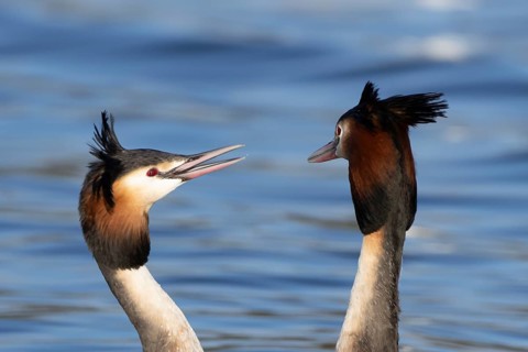 Great crested grebe (Podiceps cristatus) two adult birds during their love courtship display on a