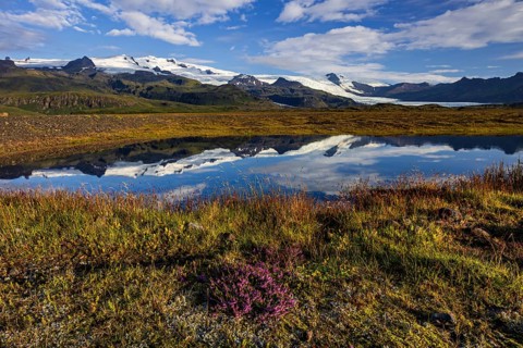 Glacier, reflection, lake, morning light, clouds, flowers, heath, summer, Fjallsjökull, Vatnajökull