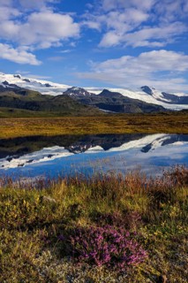 Glacier, reflection, lake, morning light, clouds, flowers, heath, summer, Fjallsjökull, Vatnajökull