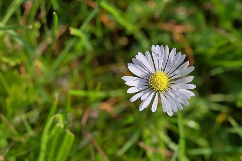 Daisy (Bellis perennis), flower on a lawn in a garden, Wilnsdorf, North Rhine-Westphalia, Germany