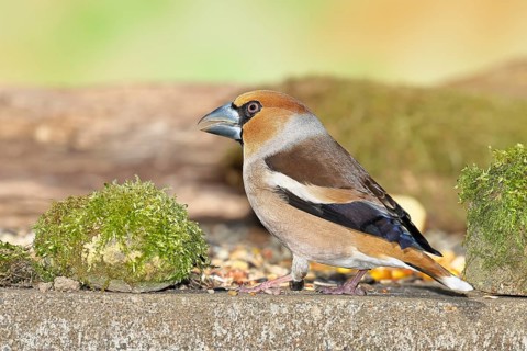 Hawfinch (Coccothraustes coccothraustes), male at a feeder in the garden, North Rhine-Westphalia,