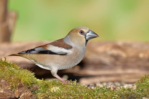 Hawfinch (Coccothraustes coccothraustes), female at a feeder in the garden, North Rhine-Westphalia,